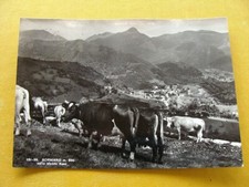 Saluti sormano mucche usato  Frosinone