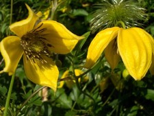 Clematis climbing plant for sale  MARCH