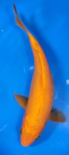 Oranji live friendly for sale  Arlington