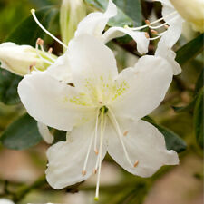 Rhododendron geisha white for sale  PETERBOROUGH