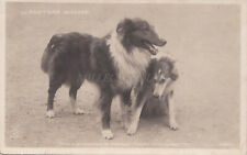 Cani pastore scozzesi usato  Roma