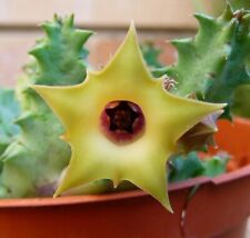 Huernia thuretii var usato  Giugliano in Campania