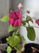Impatiente intérieur goutte d'occasion  Aire-sur-l'Adour