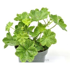 Pelargonium peltatum crocodile for sale  Winter