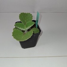 Cuban oregano indian for sale  LUTON