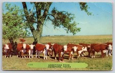 Animals greetings hereford for sale  USA