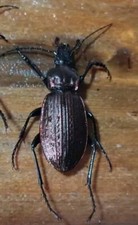 Coleoptera carabidae male usato  Roma