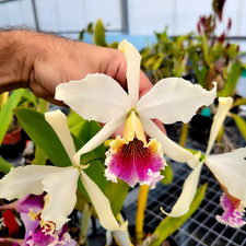 Cattleya rex really for sale  Apopka