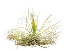 Tillandsia magnusiana live for sale  DRONFIELD