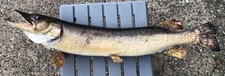 Vintage taxidermy northern for sale  Pittsburgh
