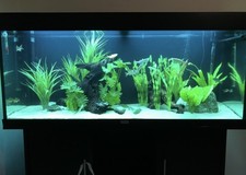 Juwel 260l 4ft for sale  WIRRAL