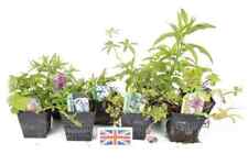 Lincolnshire pond plants for sale  MARKET RASEN