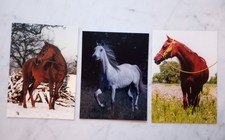 Pferdepostkarten araber gebraucht kaufen  Krefeld