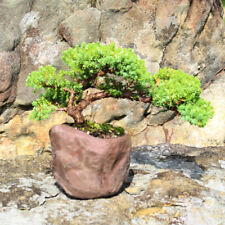 Juniper procumbens nana for sale  Olive Branch