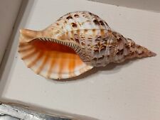 Conchiglia shell charonia usato Conchiglia shell charonia usato  Piombino