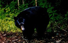 Black bear color for sale  Fleming Island