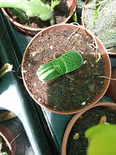 Gasteria variegata plante d'occasion  Expédié en France