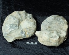 Unpräparierte ceratiten cerat gebraucht kaufen  Siegburg
