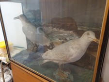 Two cased taxidermy for sale  PORT TALBOT