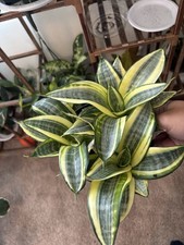Snake plant gold for sale  Marysville