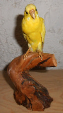 Ancienne taxidermie oiseau d'occasion  France