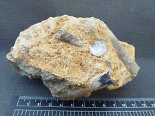 Belemnite fossiles d'occasion  Régny
