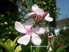 Leander steckling virginie gebraucht kaufen  Ettenheim