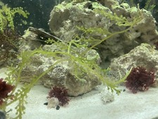 Stand caulerpa saltwater for sale  Poynette