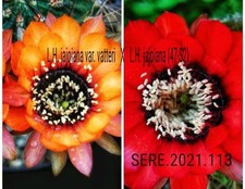 Echinopsis new hybrid usato  Zeccone