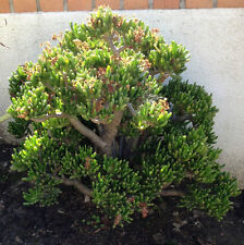 Hobbit jade plant for sale  San Diego