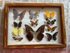 Vintage mix butterfly for sale  Hanover