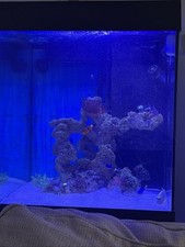 Marine reef tank for sale  DUKINFIELD