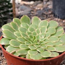 Aeonium emerald ice for sale  Fresno