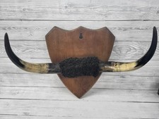 bull horns for sale bull horns for sale POOLE