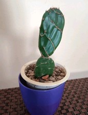 Opuntia reticulata cobra usato  Lentini