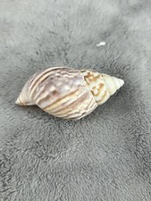 Japanese land snail for sale  League City