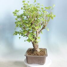 Hybrid poplar bonsai for sale  Russell