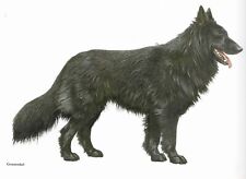 Belgian shepherd custom for sale  Tampa