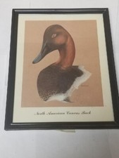 Vintage canvasback duck for sale  Oshkosh