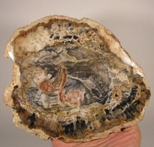 7.5 polished petrified for sale  Acworth