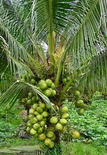 coconut seed for sale coconut seed for sale USA