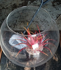 Vend aquarium boule d'occasion  Sarreguemines