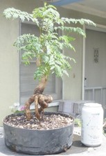 Bonsai blue jacaranda for sale  Rosemead