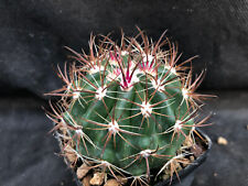 Ferocactus viridescens littora usato  Massafra