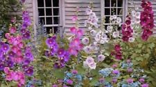 Giant hollyhocks seeds for sale  TENTERDEN