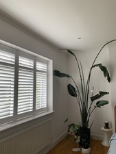 Mature 2.5m strelitzia for sale  SUTTON