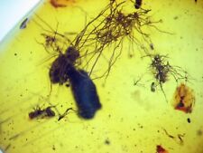 Eocene baltic amber for sale  WAKEFIELD