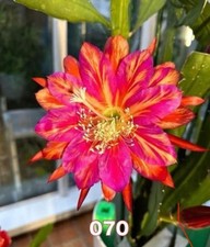 Rare epiphyllum 070 d'occasion  Châtenay-Malabry