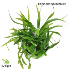 Live aquarium plants for sale  HOUNSLOW