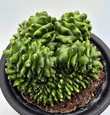 Großer gymnocalycium spineles gebraucht kaufen  Obertshausen